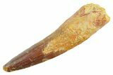 Fossil Spinosaurus Tooth - Real Dinosaur Tooth #363520-1